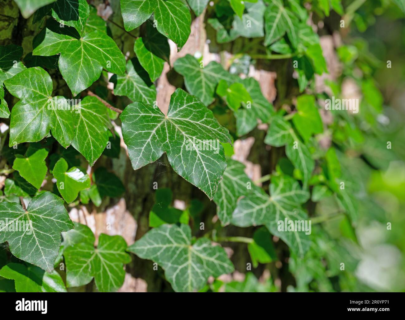 Ivy climbing on a tree trunk Stock Photo