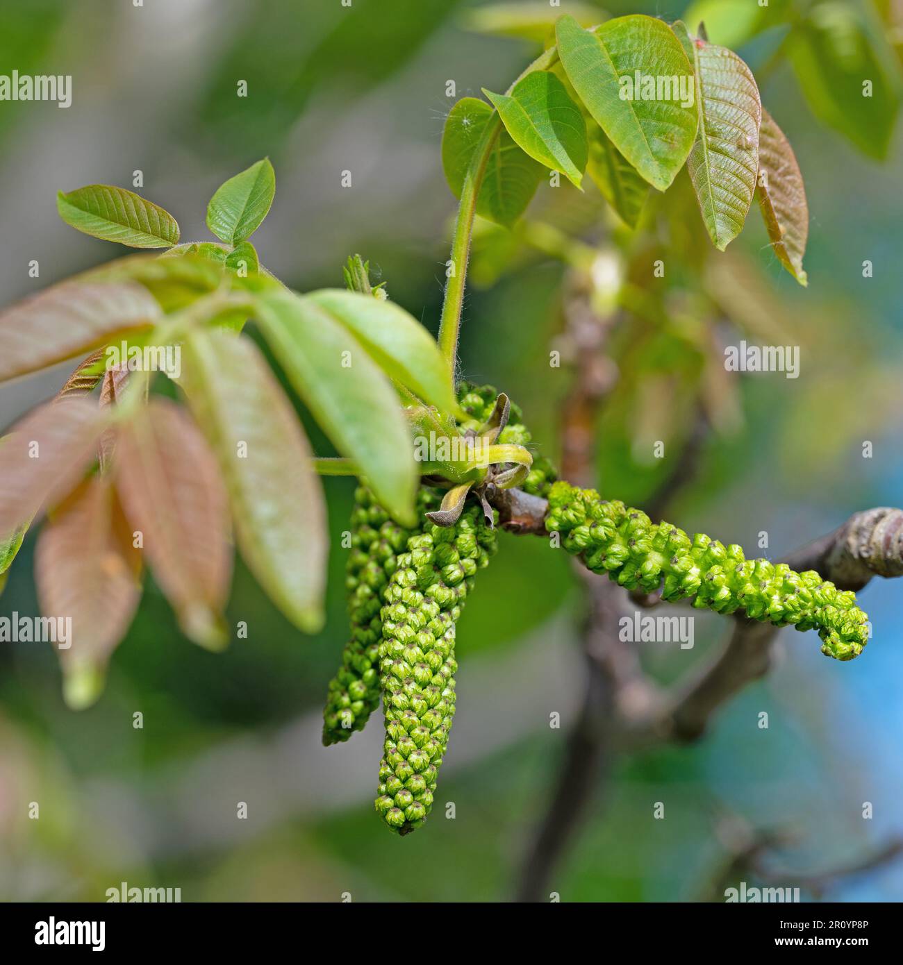 Male blossoms from the walnut tree in spring Stock Photo