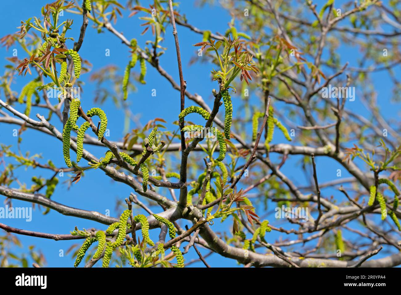 Male blossoms from the walnut tree in spring Stock Photo