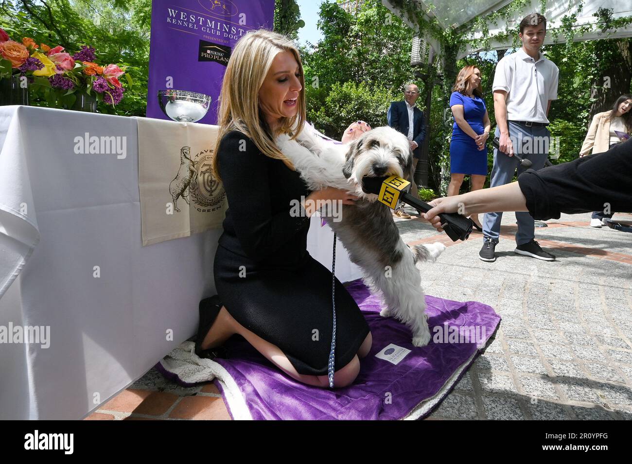 New York, USA. 10th May, 2023. With his handler Janice Hayes, ‘Buddy Holly' the Petit Basset Griffon Vendéen, the 2023 ‘Best In Show' winner at the 147th Westminster Kennel Club Dog Show, visits the Tavern On The Green, New York, NY, Wednesday, May 10, 2023. (Photo by Anthony Behar/Sipa USA) Credit: Sipa USA/Alamy Live News Stock Photo