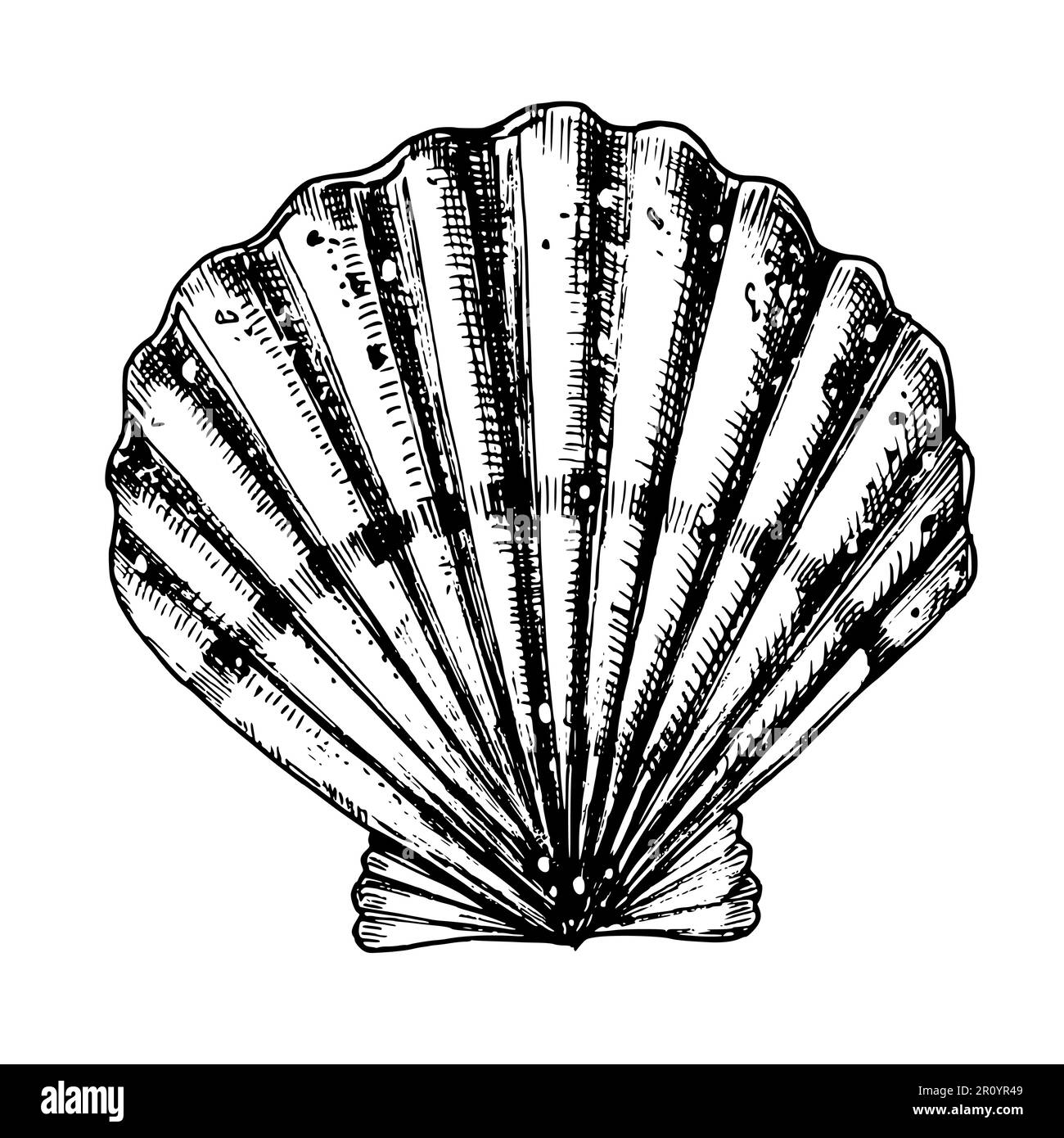 Vector Seashell. Hand drawn illustration of sea Shell on isolated