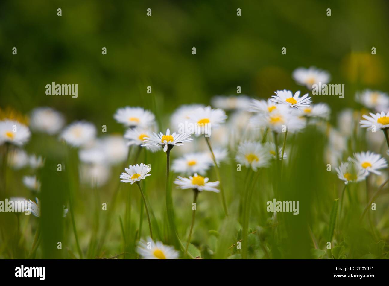 Daisy flowers with blurry background Stock Photo