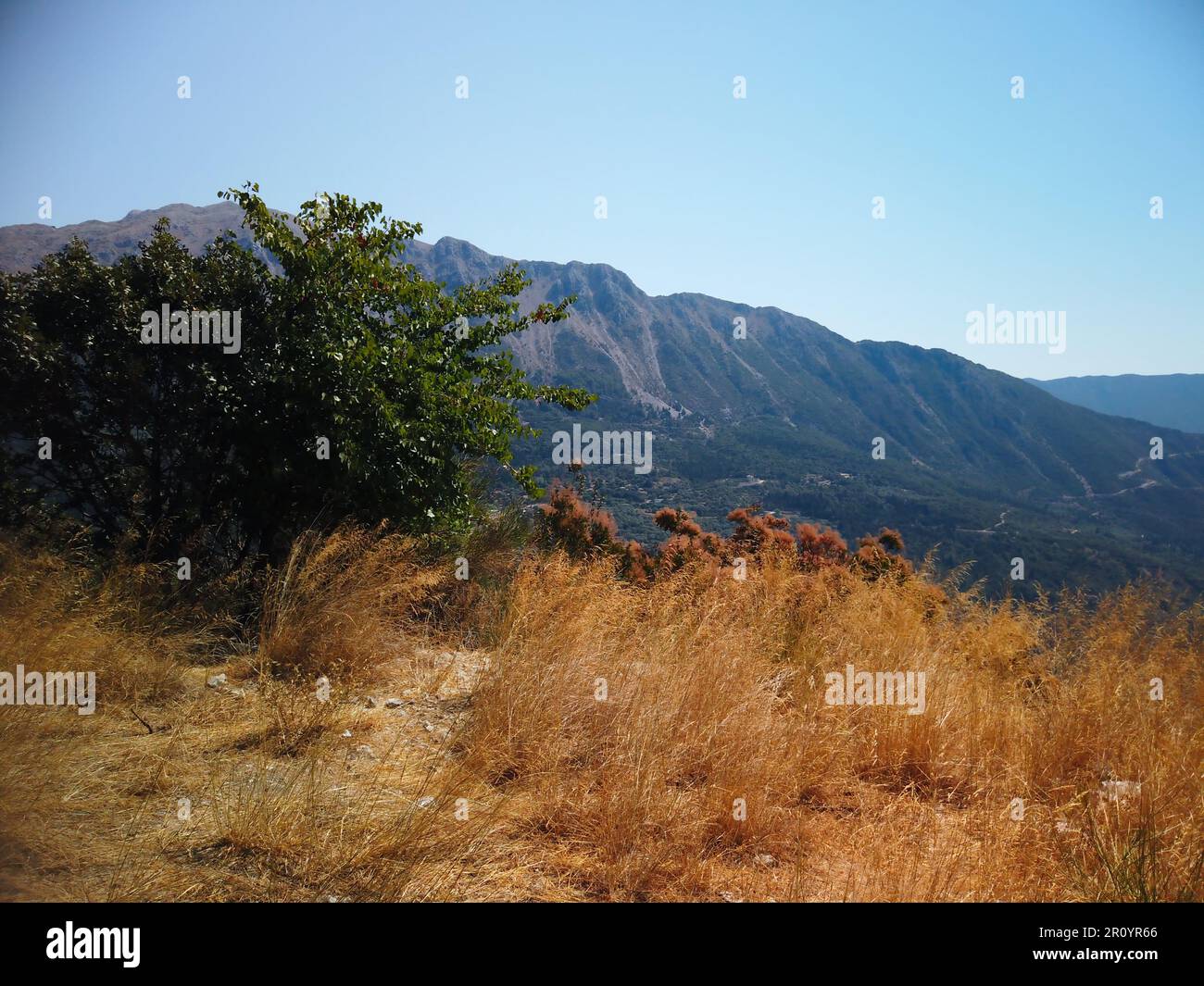 Late summer golden grass in the foreground with mountains in the background Stock Photo