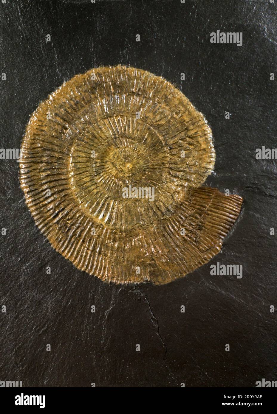 Dactylioceras, widespread genus of ammonites, index fossil from the Lower Jurassic period Stock Photo