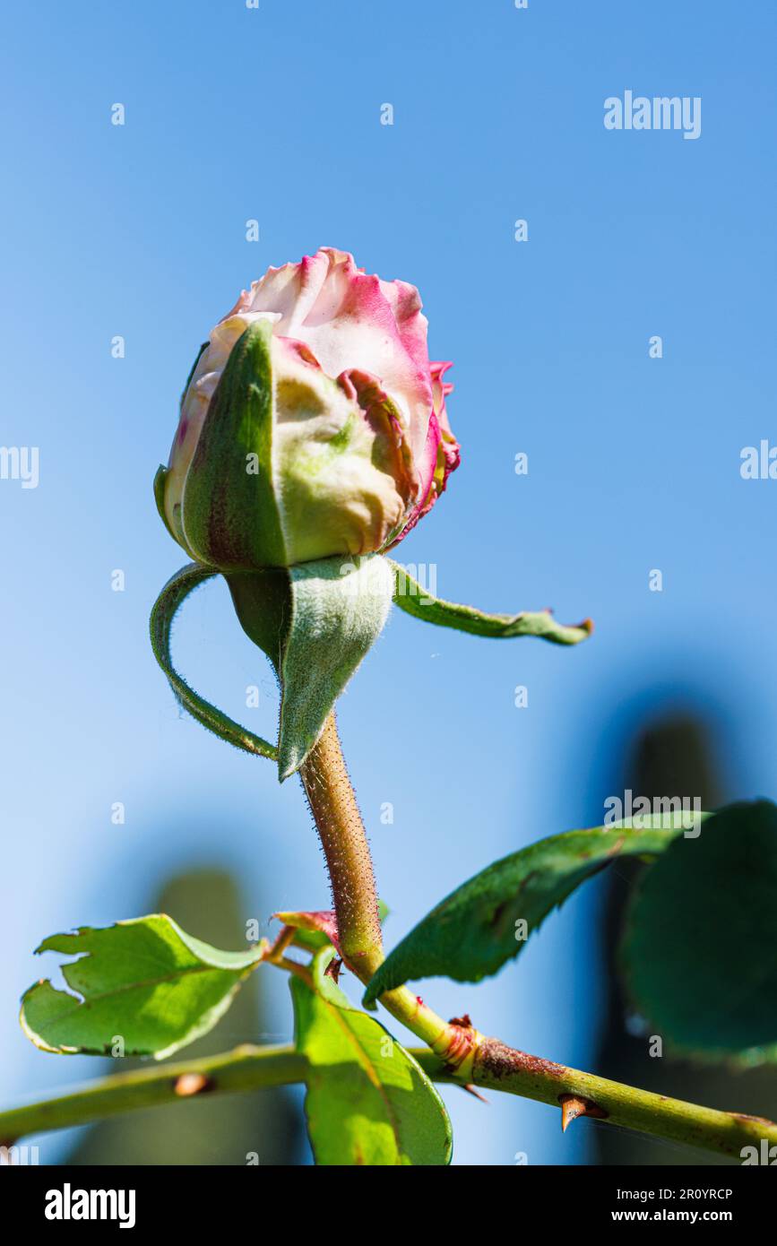 Macro photography of a rose Stock Photo - Alamy