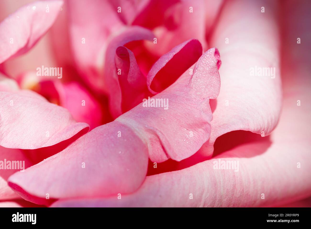 Macro photography of a rose Stock Photo - Alamy