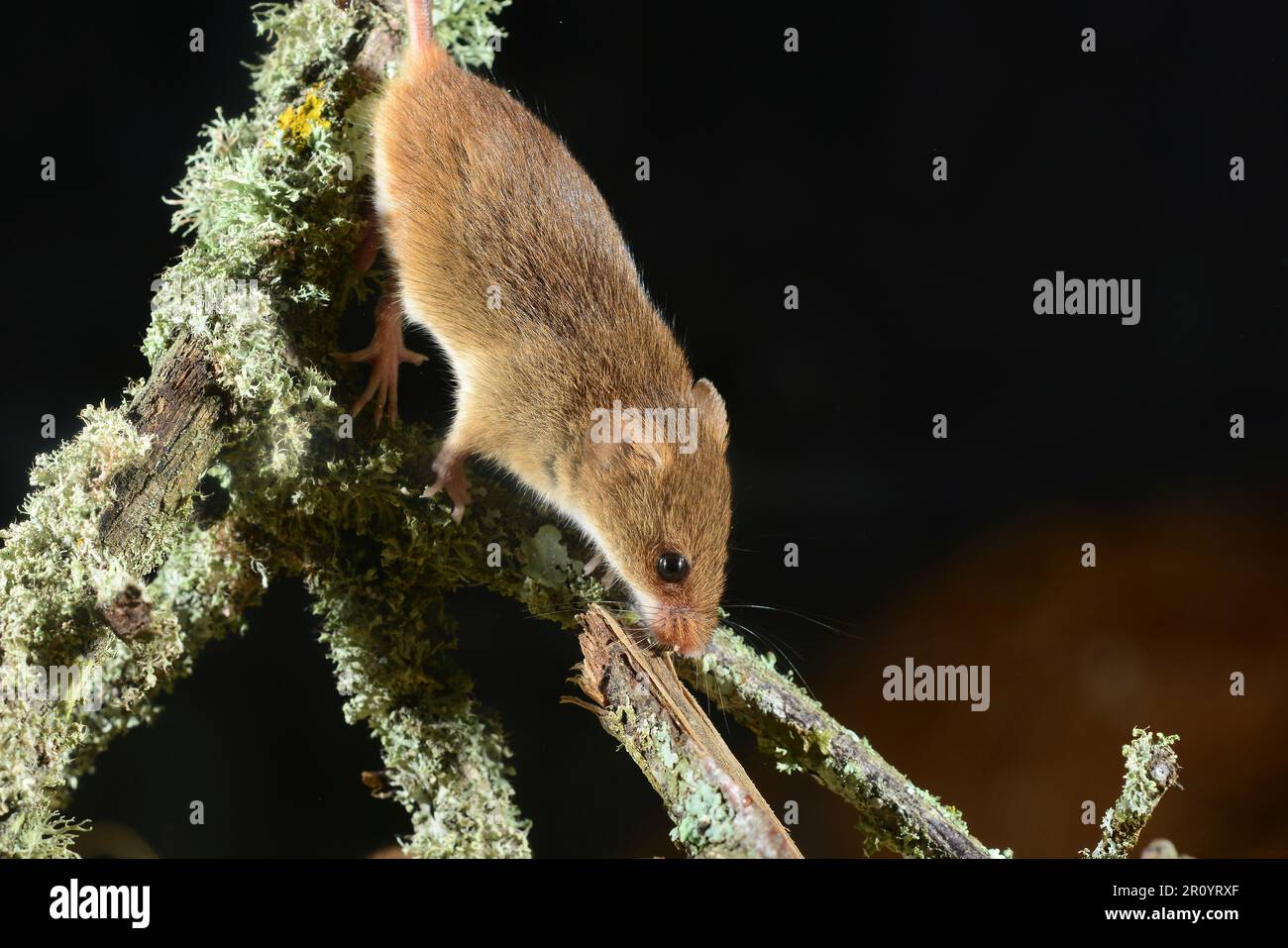 Adult Harvest Mouse Micromys Minutes Sorcinus Stock Photo - Alamy