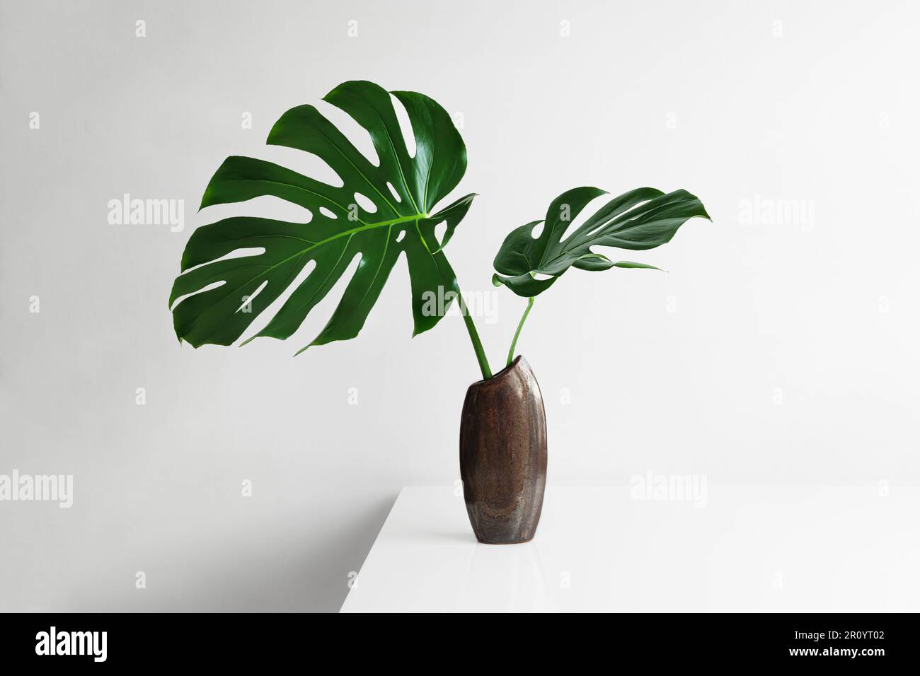Beautiful leaves of Swiss cheese plant or Monstera deliciosa in a brown vase on a light background, minimal creative home decor concept Stock Photo