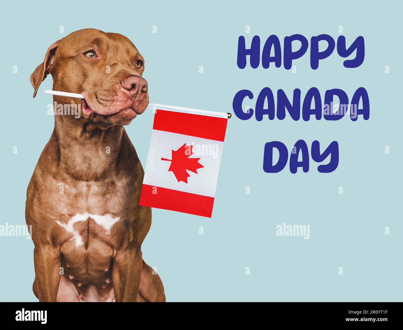 Happy Canada Day. Cute puppy and Canadian Flag Stock Photo Alamy