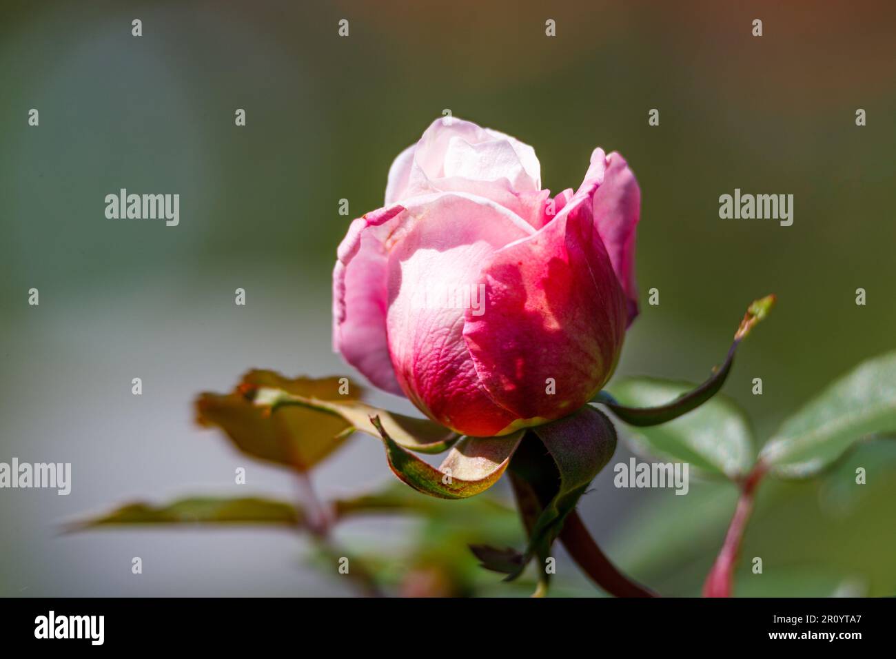Macro photography of a rose Stock Photo - Alamy