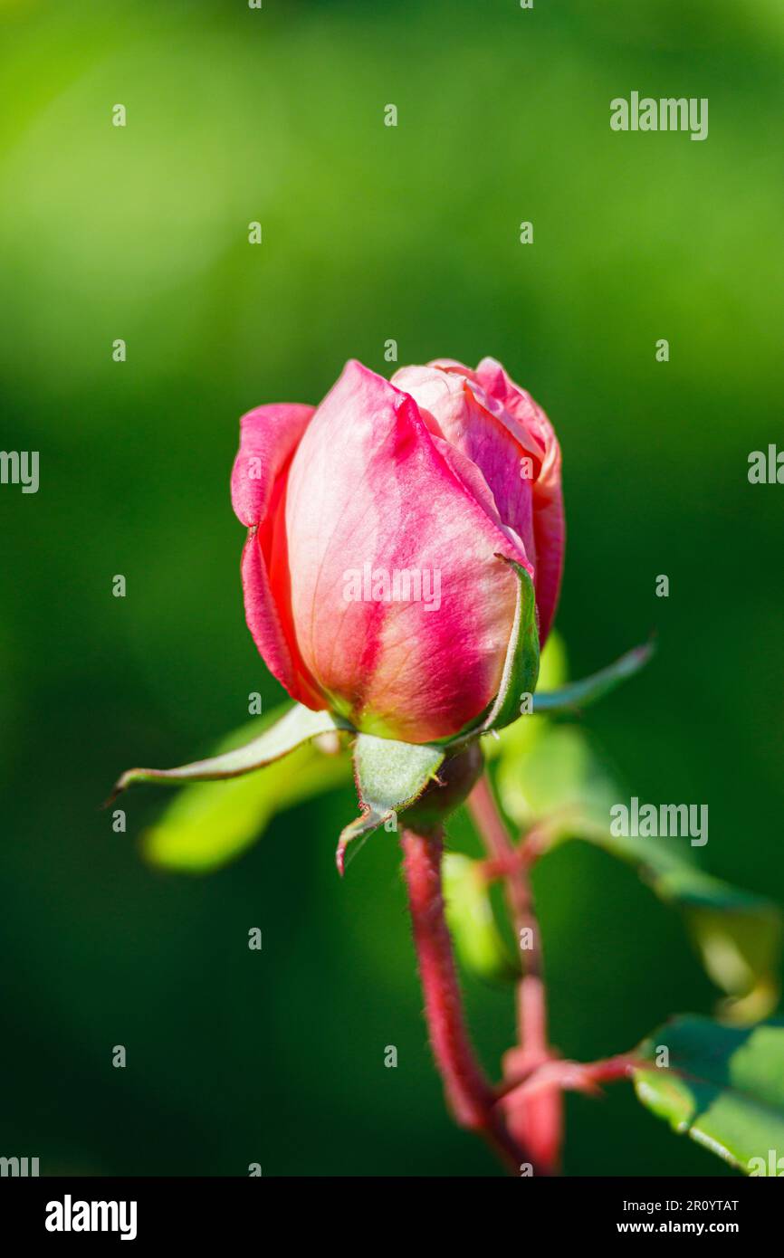 Macro photography of a rose Stock Photo - Alamy
