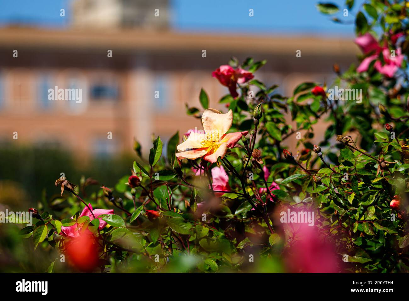 Macro photography of a rose Stock Photo - Alamy