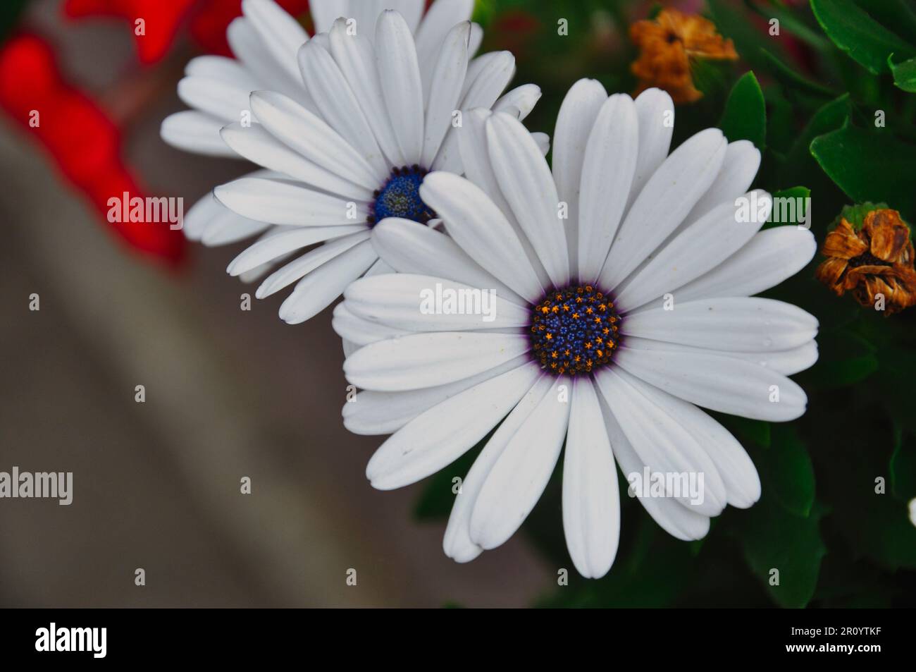 White daisy flowers with a purple center. Part of the Asteraceae family ...