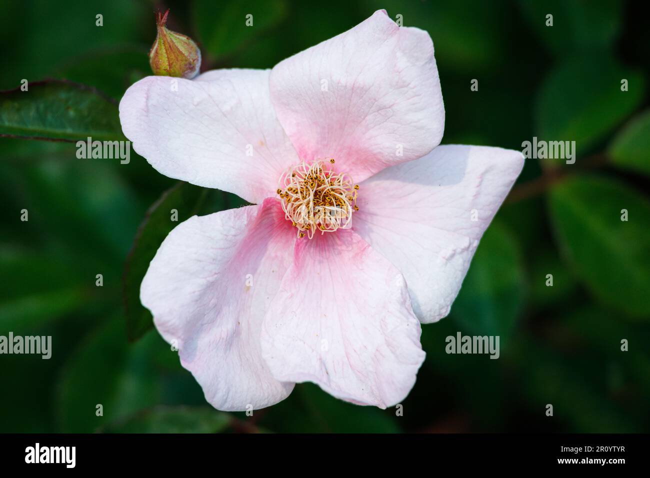 Macro photography of a rose Stock Photo - Alamy