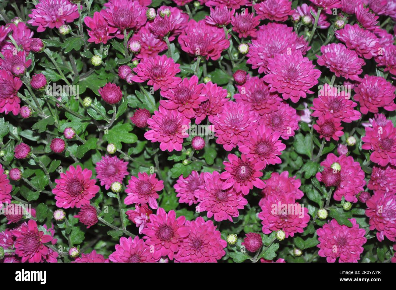 Purple and yellow mums hi-res stock photography and images - Alamy