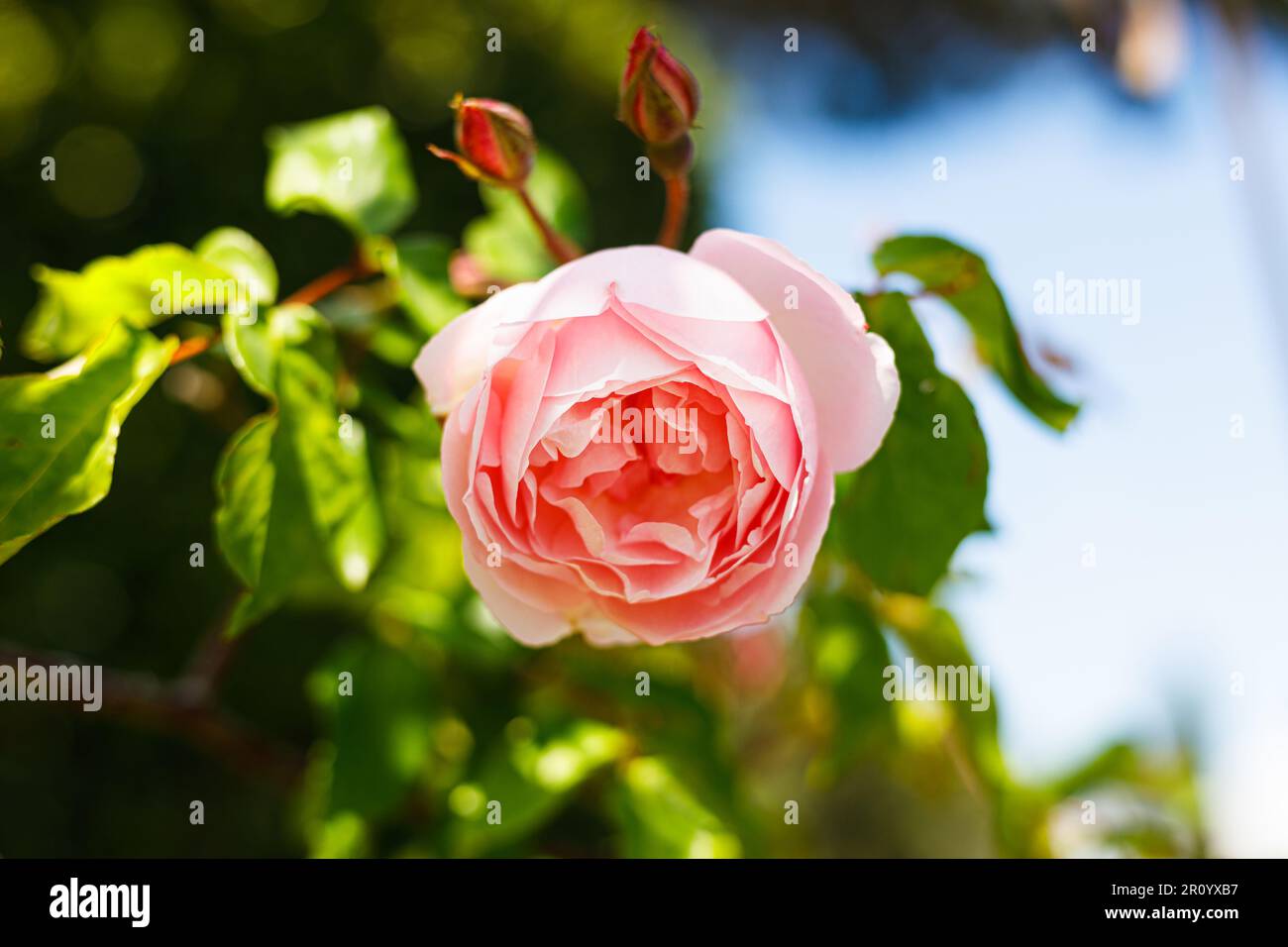 Macro photography of a rose Stock Photo - Alamy