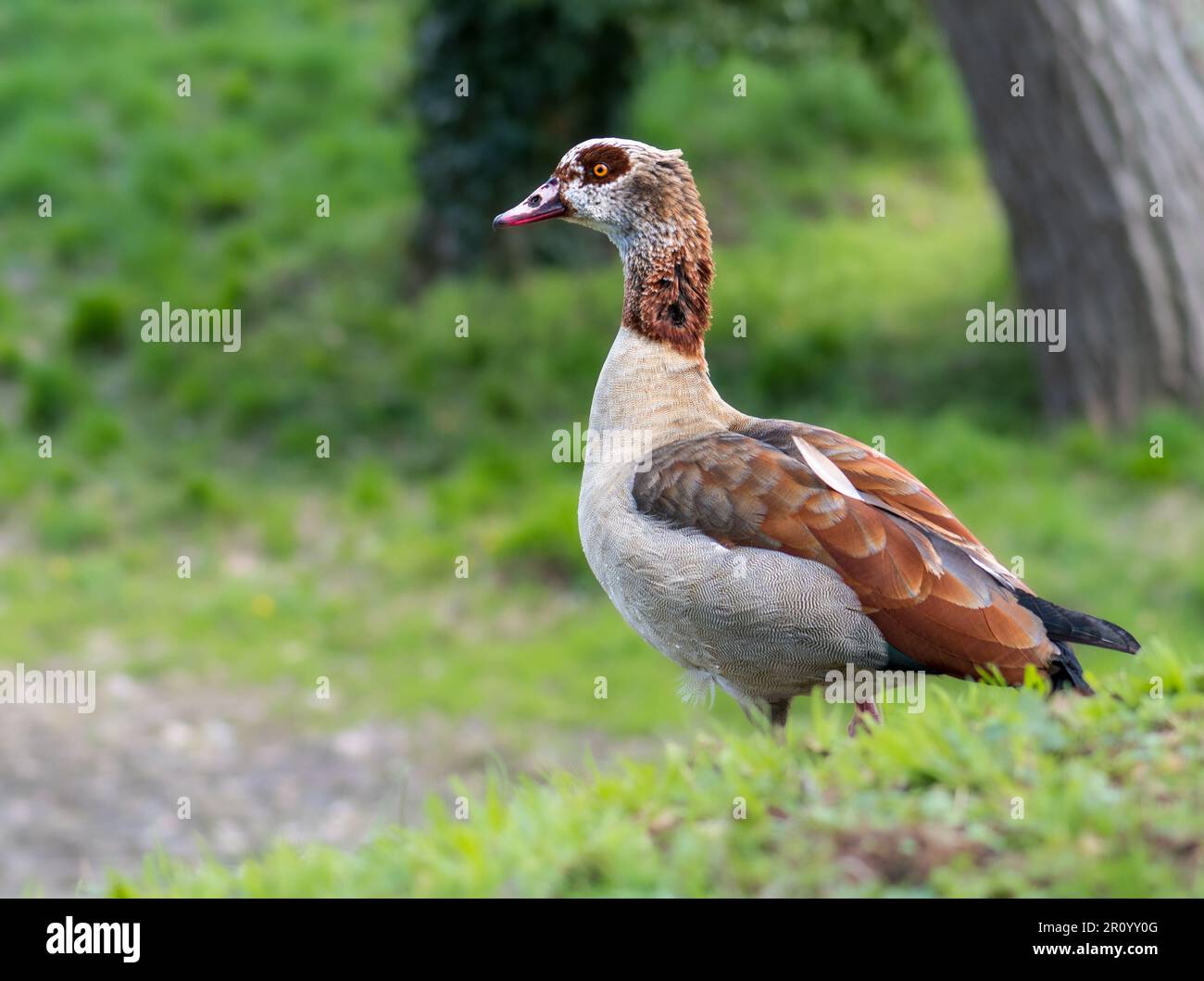 Behold the captivating beauty of an Egyptian Goose Stock Photo