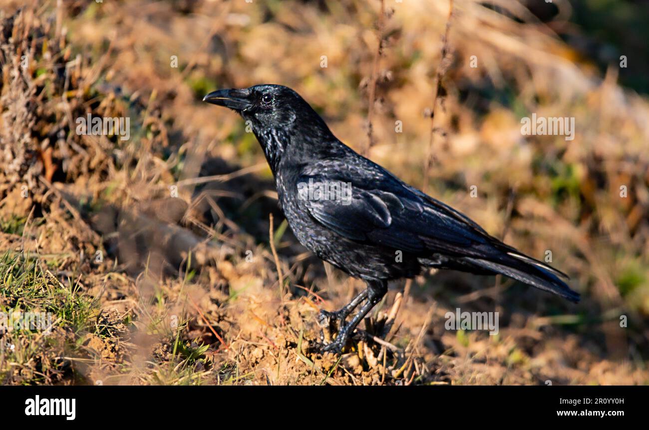Bold and clever, the crow reigns supreme in the avian world Stock Photo