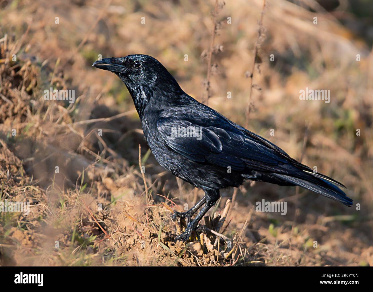 Bold and clever, the crow reigns supreme in the avian world Stock Photo