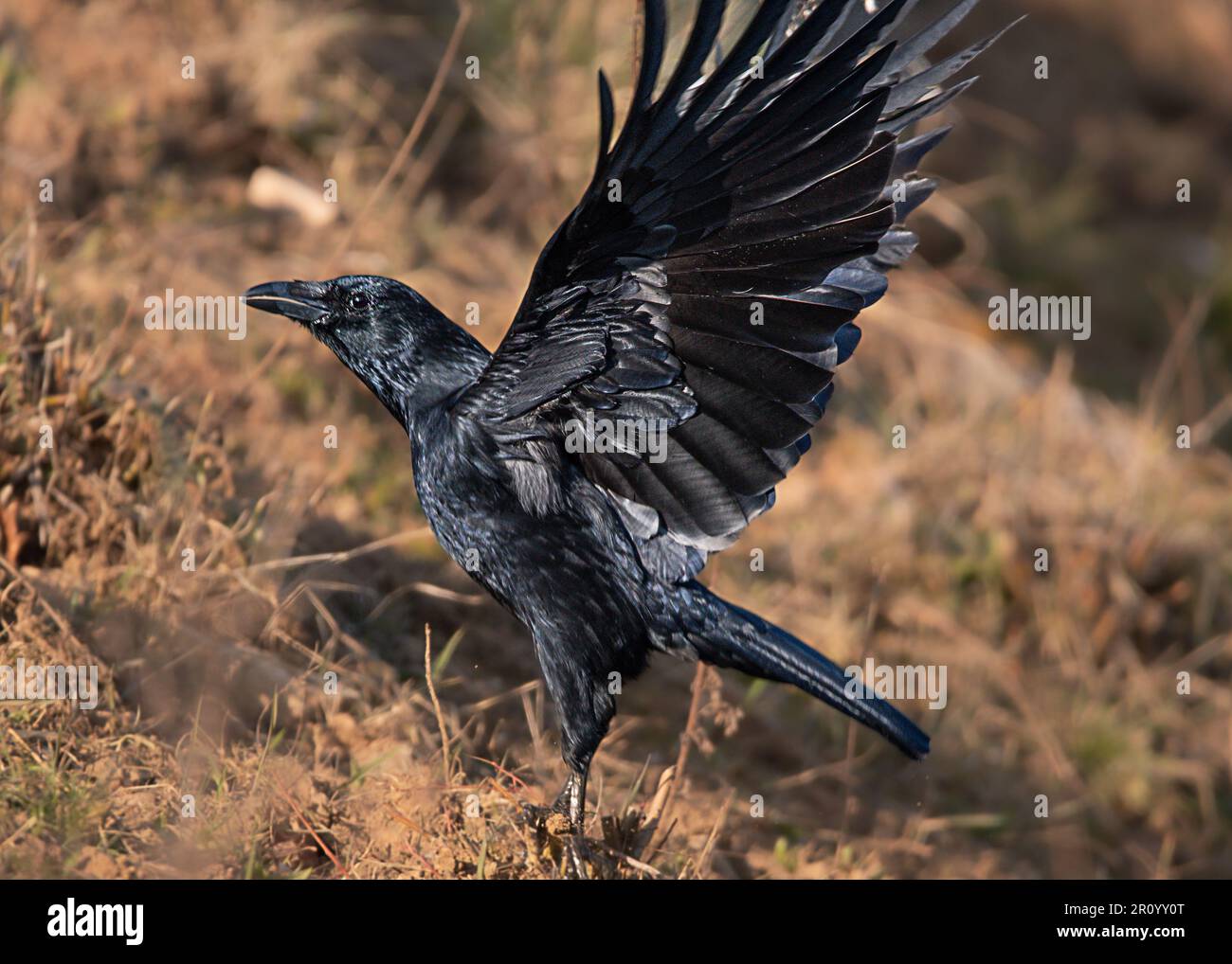 Bold and clever, the crow reigns supreme in the avian world Stock Photo