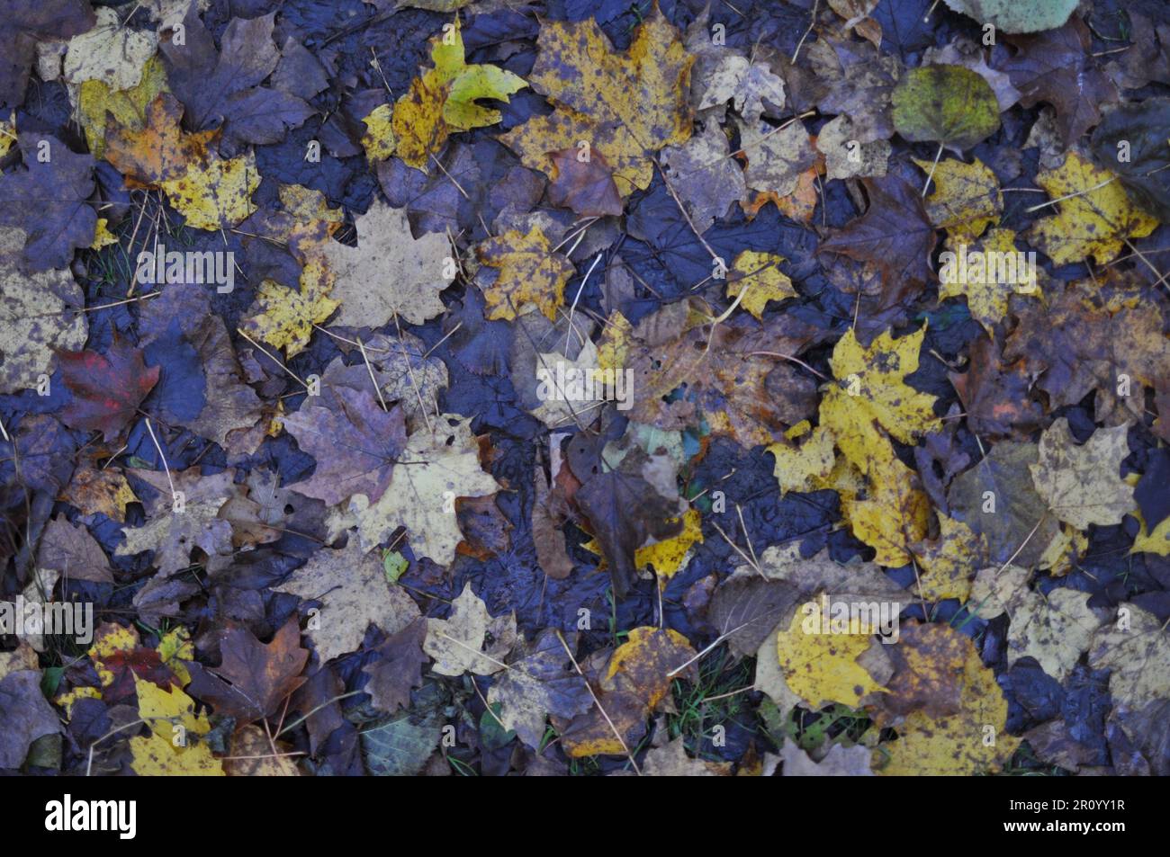 An assortment of wet leaves on grass in the fall, looking down Stock Photo