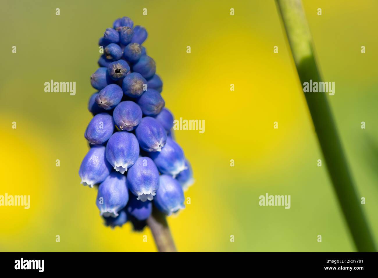 Close up of a garden grape hyacinth (muscari americanum) flower in bloom Stock Photo