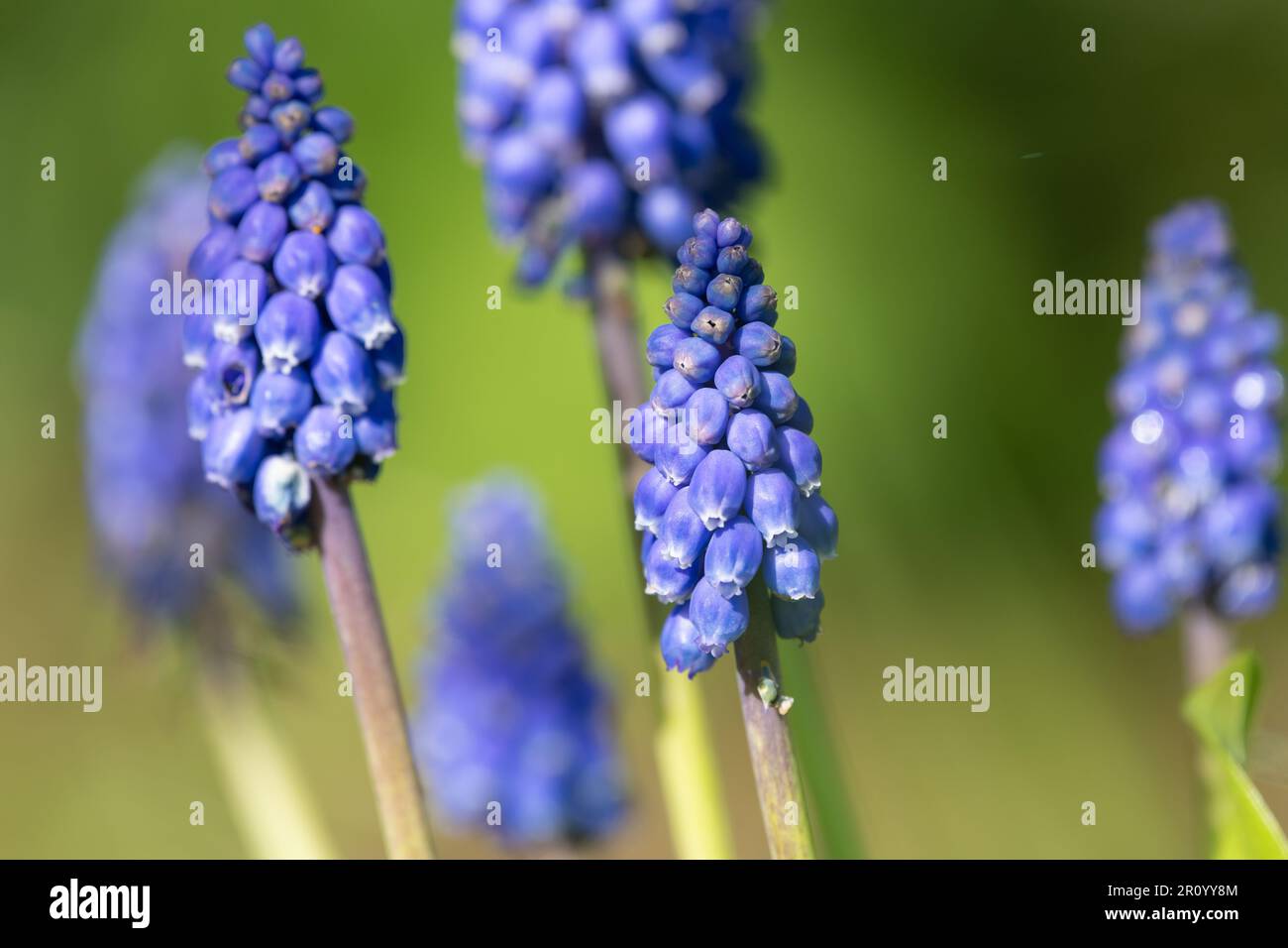 Close up of a garden grape hyacinth (muscari americanum) flowers in bloom Stock Photo