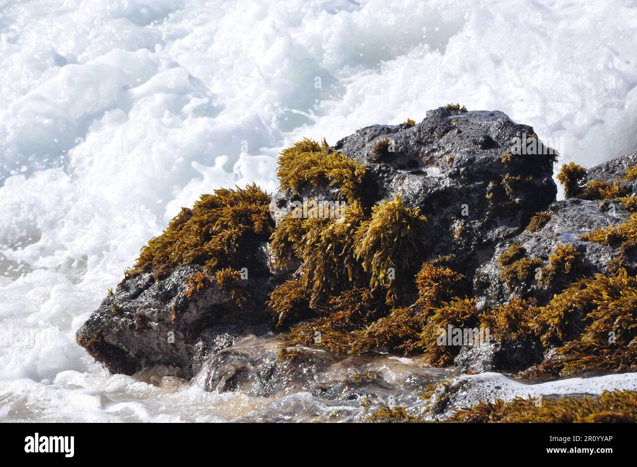 Rocks covered with seaweeds amongst waves Stock Photo