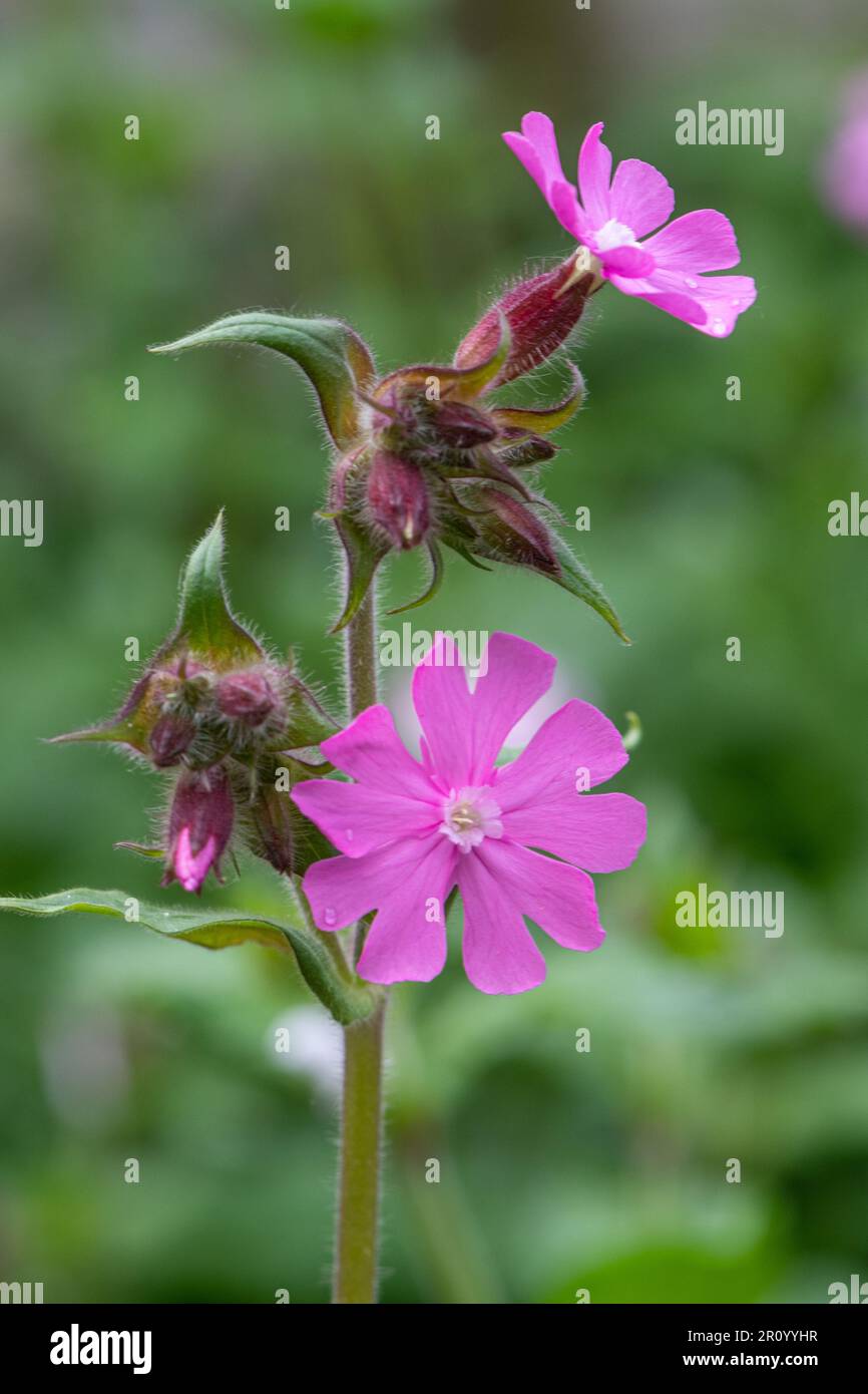 Red campion (Silene dioica) wildflower in May, England, UK Stock Photo