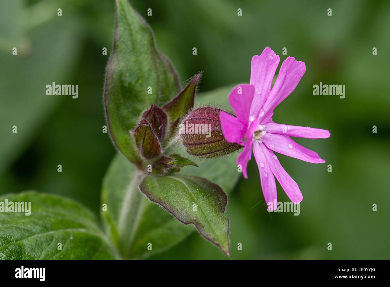 Red campion (Silene dioica) wildflower in May, England, UK Stock Photo