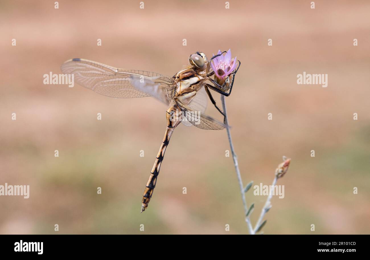 Dragonflies for Mosquito Control. Dragonfly larvae, nymphs, feed on mosquito larvae, and adult dragonflies feed on adult mosquitoes. Stock Photo