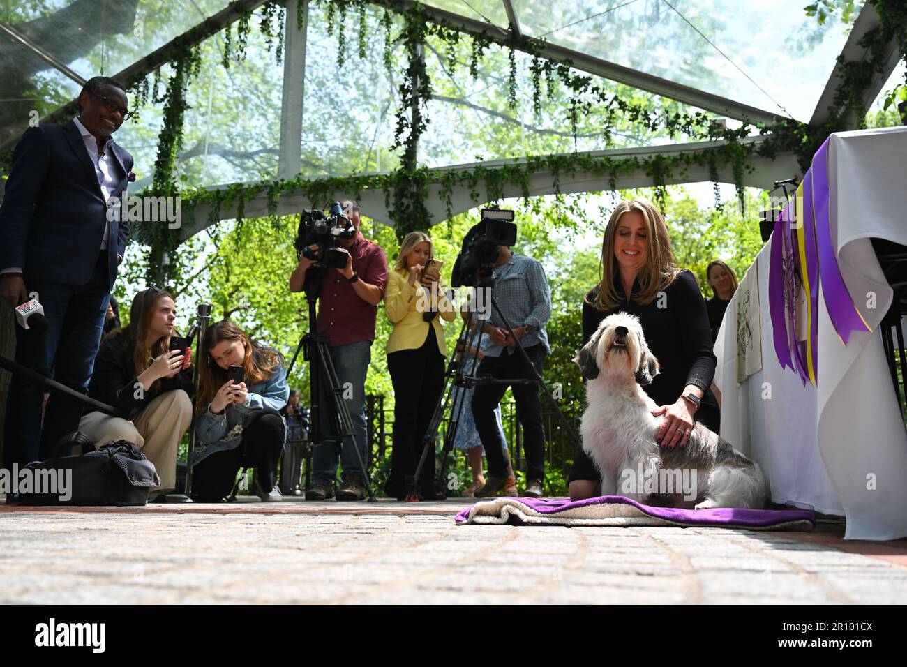 Buddy Holly the Petit Basset Griffon Vendéen (PBGV), winner of Best In Show attends the 147th Annual Westminster Kennel Club Dog Show Champion's Lunch Stock Photo