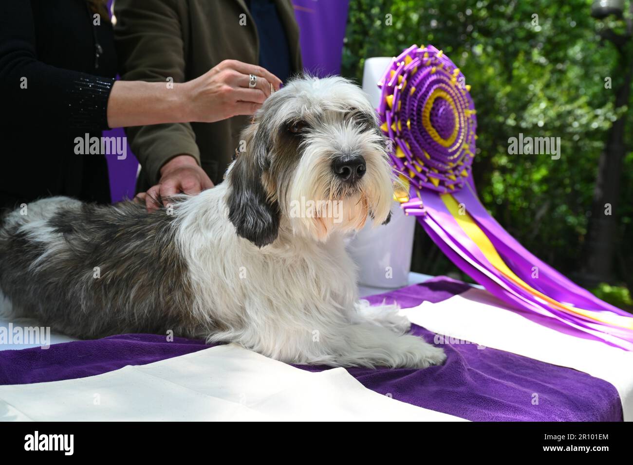 Buddy Holly the Petit Basset Griffon Vendéen (PBGV), winner of Best In Show attends the 147th Annual Westminster Kennel Club Dog Show Champion's Lunch Stock Photo