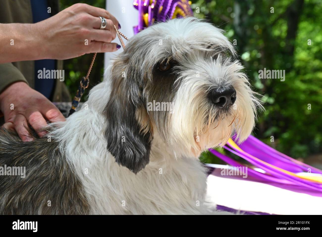 Buddy Holly the Petit Basset Griffon Vendéen (PBGV), winner of