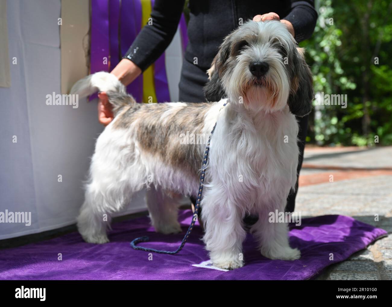 Buddy Holly the Petit Basset Griffon Vendéen (PBGV), winner of Best In Show  attends the 147th Annual Westminster Kennel Club Dog Show Champion's Lunch  Stock Photo - Alamy