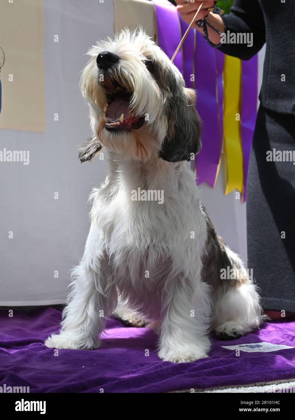 Buddy Holly the Petit Basset Griffon Vendéen (PBGV), winner of Best In Show attends the 147th Annual Westminster Kennel Club Dog Show Champion's Lunch Stock Photo