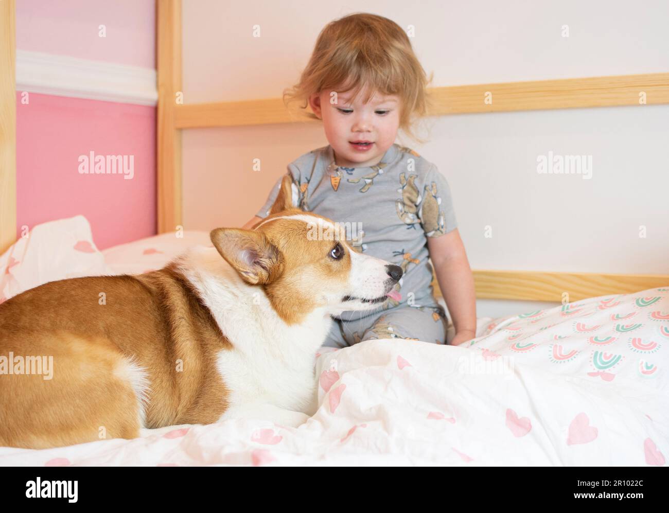 Cute Caucasian toddler girl sitting on a bed with a dog. Welsh Pembroke Corgi dog with a child. Family pet. First friendship. Kids and pets concept Stock Photo