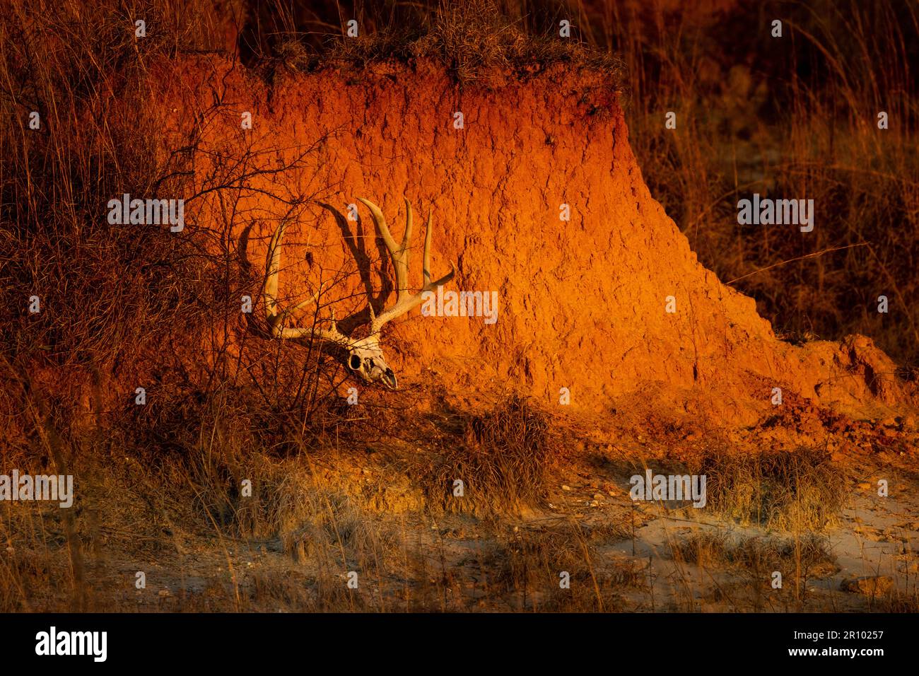 A huge Mule Deer Skull rests beside a canyon wall Stock Photo