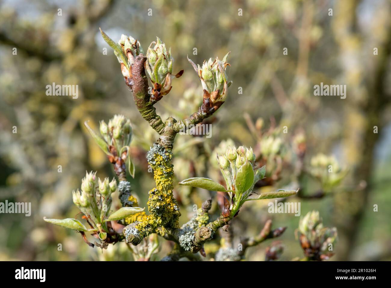 Close up of fruit buds at the green cluster growth stage on a conference pear tree Stock Photo