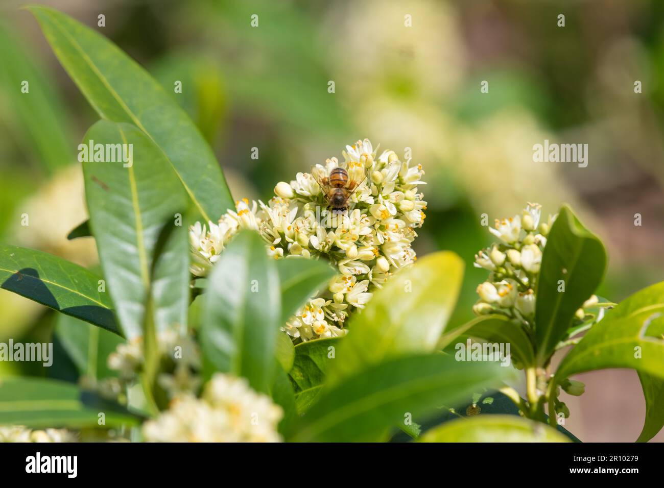 Close up of skimmia japonica Kew Green flowers in bloom Stock Photo