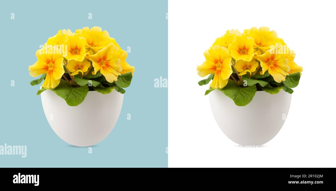 Spring time blossom of yellow Primroses flowers in pot, front view close up isolated on white and light blue background Stock Photo