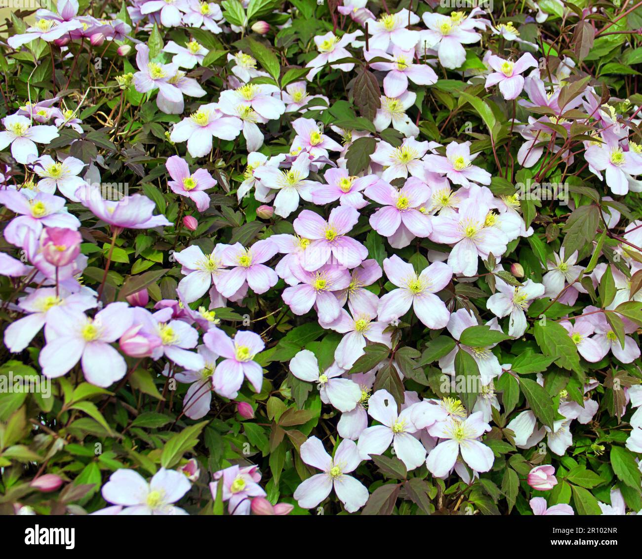 Clematis montana 'Rubens 'pink flowers Stock Photo