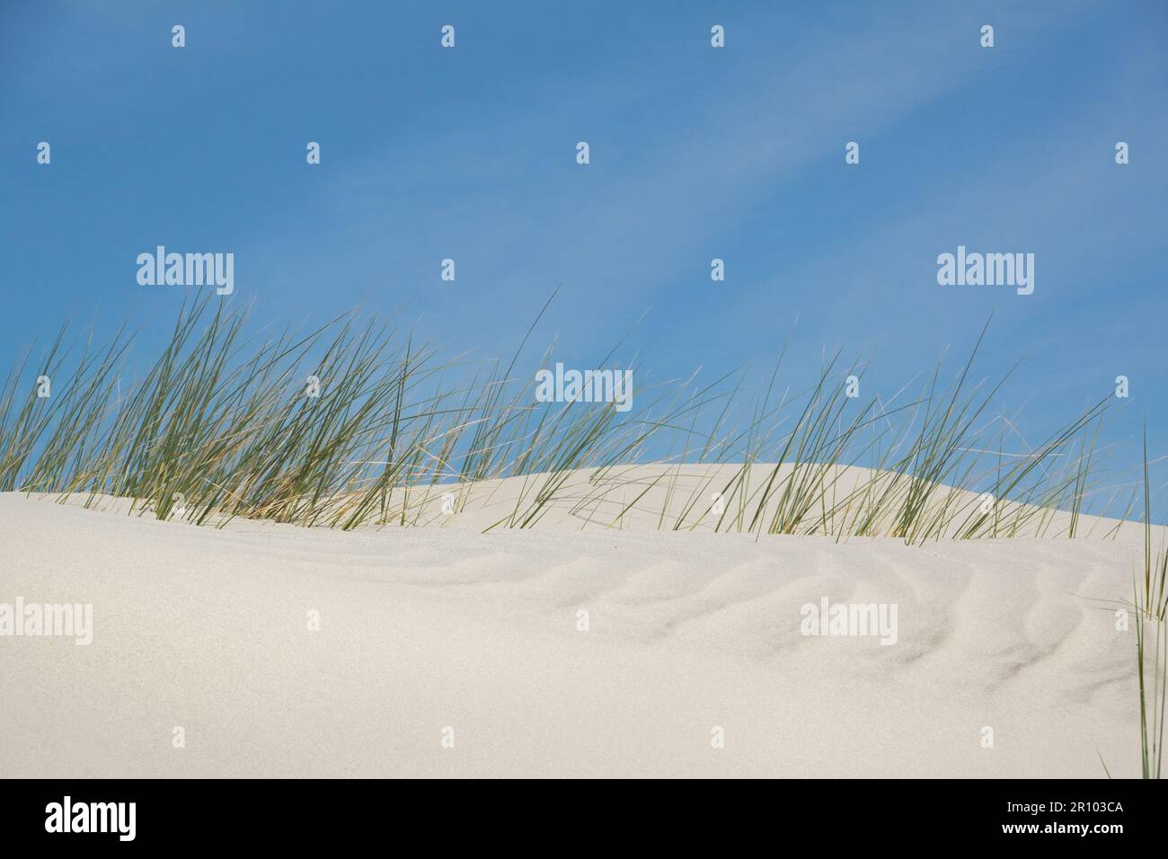 Marram grass buried by wind under dune sand, blades of grass protrude just above and capture drifting sand. Stock Photo