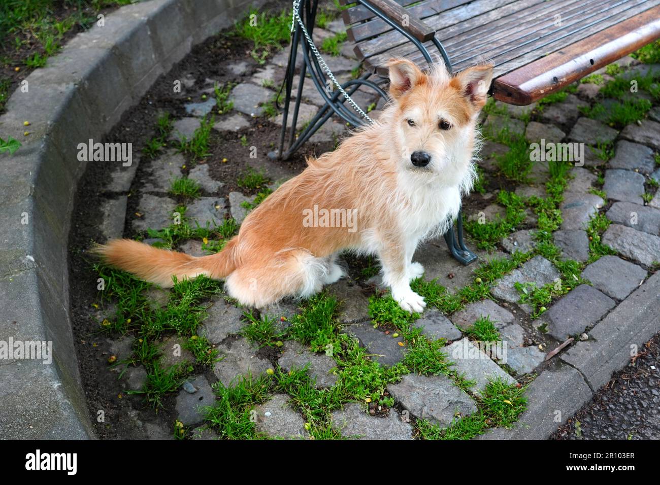 Cute half-breed dog in leash tied to a bench in park and discontent he can't leave to reach to other dogs Stock Photo