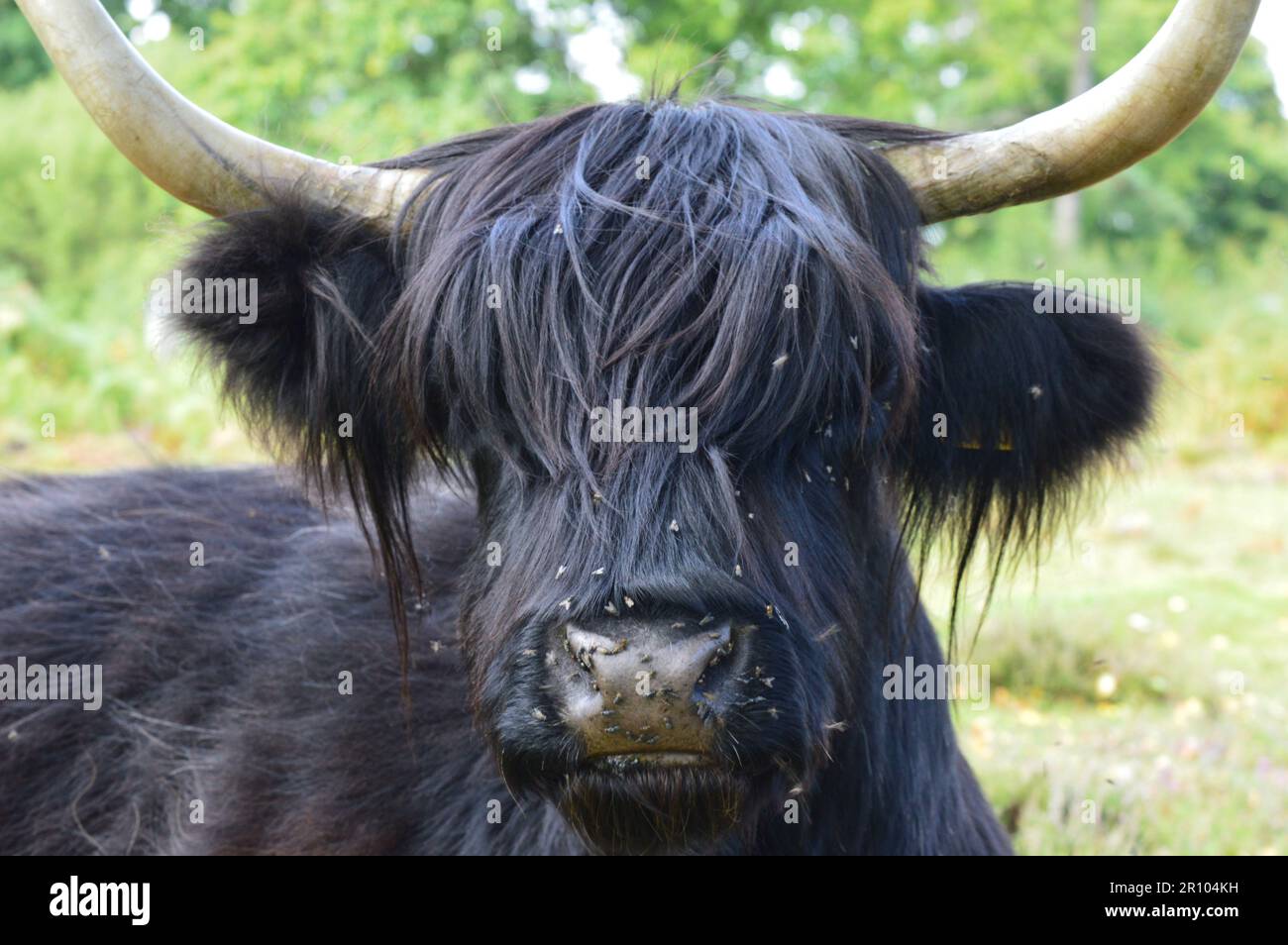 A Highland cow with large horns sits in the grass Stock Photo - Alamy