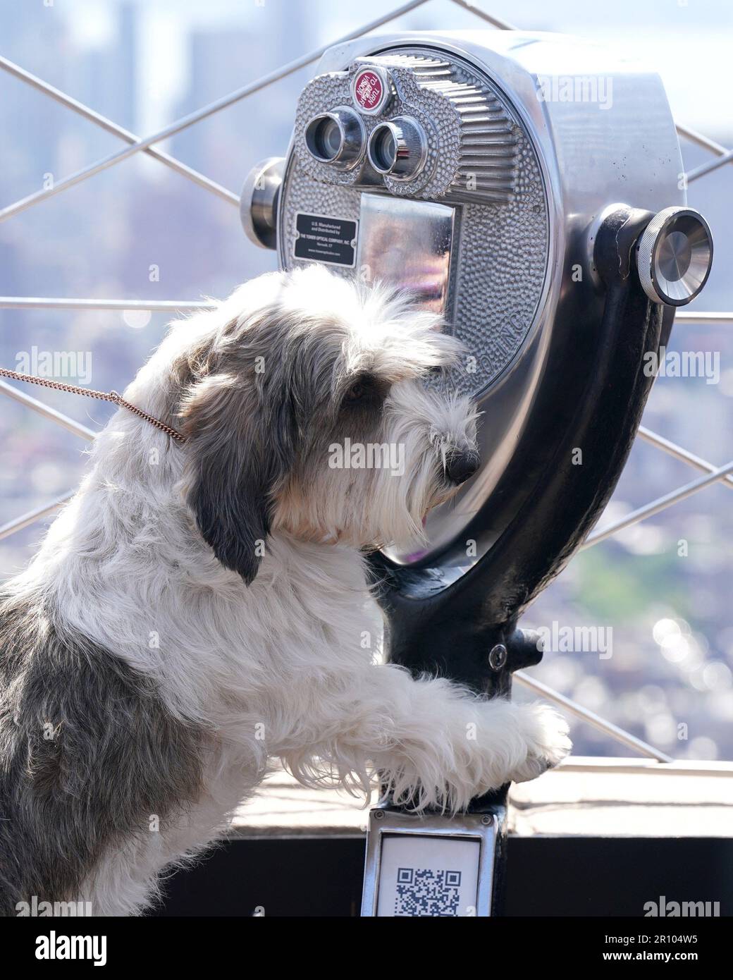 New York, NY, USA. 10th May, 2023. Buddy Holly at a public appearance for Empire State Building Hosts Buddy Holly The Petit Basset Griffon Vendeen, Best In Show Winner Of The 147th Westminster Kennel Dog Club Show, The Empire State Building, New York, NY May 10, 2023. Credit: Kristin Callahan/Everett Collection/Alamy Live News Stock Photo