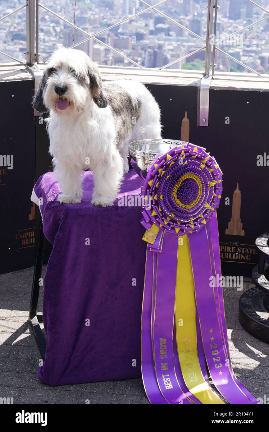 New York, NY, USA. 10th May, 2023. Buddy Holly at a public appearance for Empire State Building Hosts Buddy Holly The Petit Basset Griffon Vendeen, Best In Show Winner Of The 147th Westminster Kennel Dog Club Show, The Empire State Building, New York, NY May 10, 2023. Credit: Kristin Callahan/Everett Collection/Alamy Live News Stock Photo