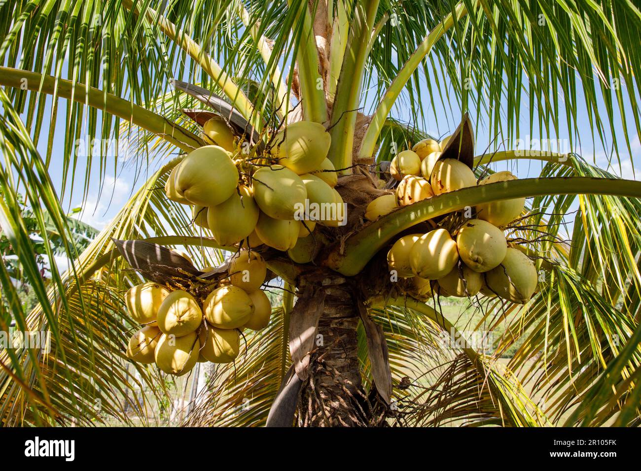 A rich harvest of coconuts. Ripe coconuts hanging on a palm tree Stock ...