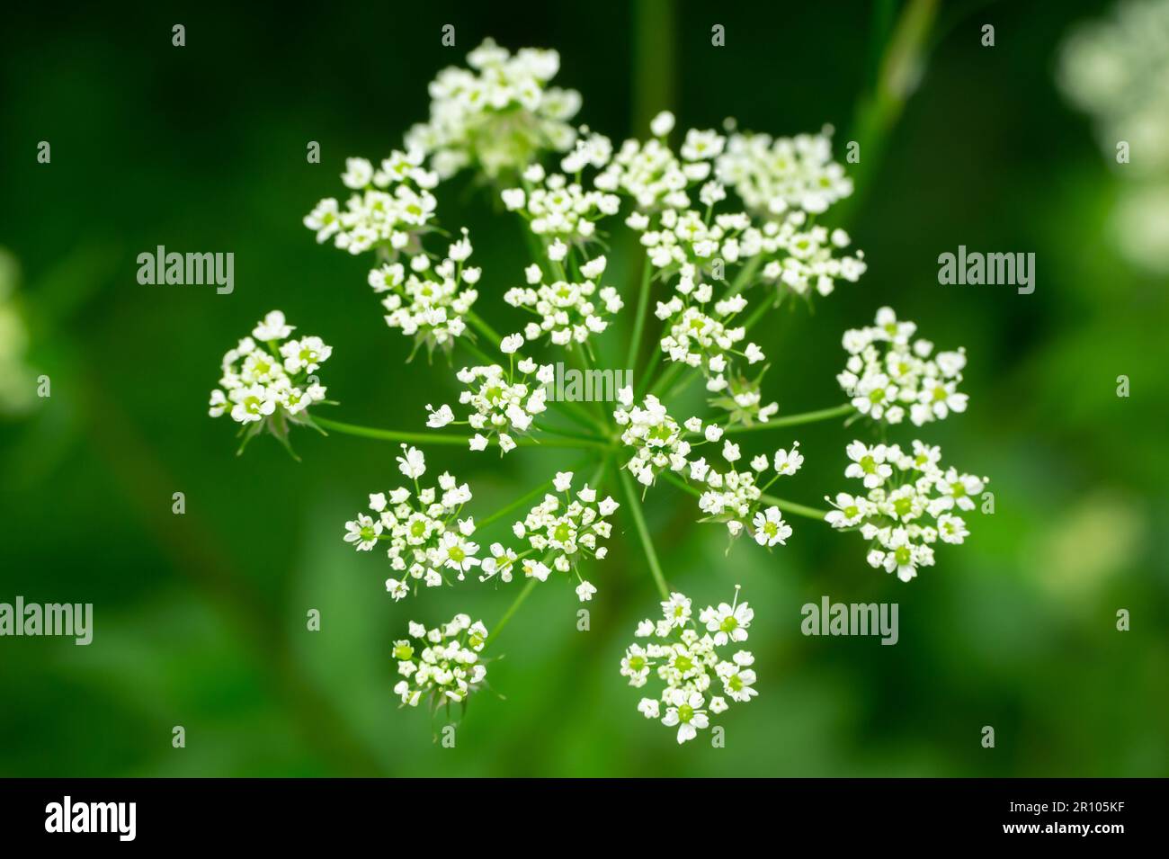 White Chaerophyllum aureum plant with smooth blurred background Stock Photo