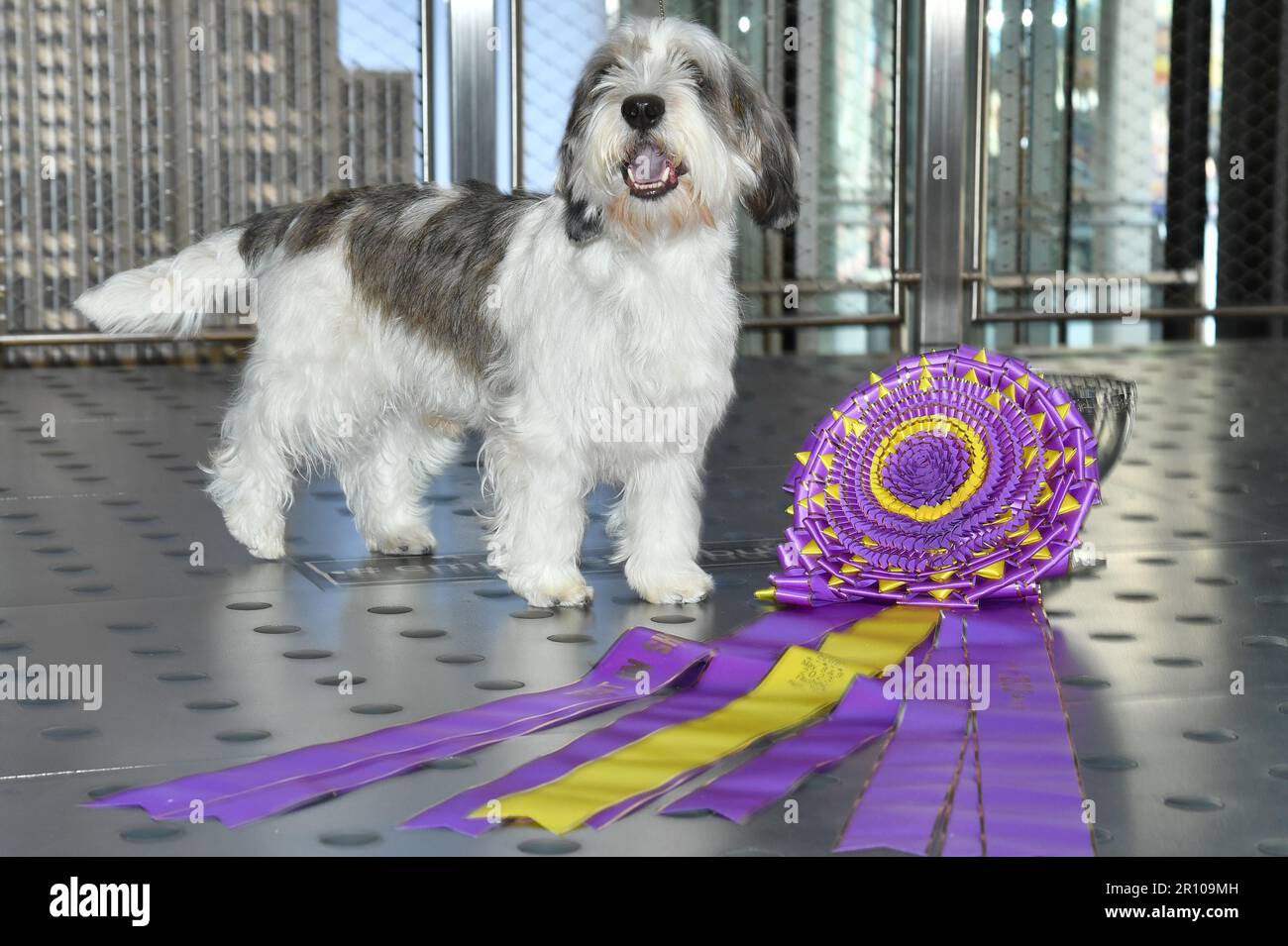 New York, USA. 10th May, 2023. Petit Basset Griffon Vendéen named ‘Buddy Holly', 2023 ‘Best In Show' winner at the 147th Westminster Kennel Club Dog Show, visits the Empire State Building, New York, NY, Wednesday, May 10, 2023. (Photo by Anthony Behar/Sipa USA) Credit: Sipa USA/Alamy Live News Stock Photo